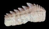 Fossil Cow Shark (Hexanchus) Tooth - Morocco #35023-1